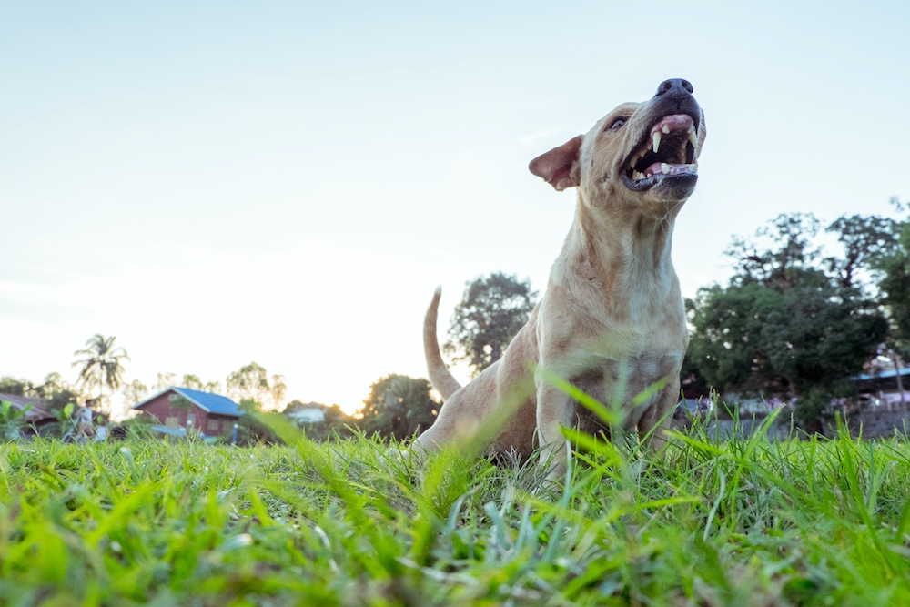 Dog