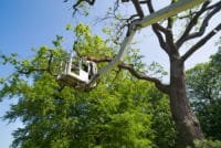 tree maintenance - National Real Estate Insurance Group